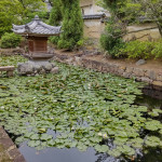 lotus flowers just starting to bloom