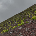 a little bit of green