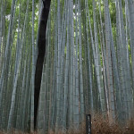 A few tress punctuate the bamboo