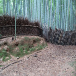 Fence and forest of bamboo
