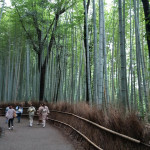 Strolling through the bamboo forest